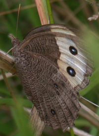 Common Wood Nymph